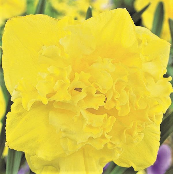 Flyer Daffodil