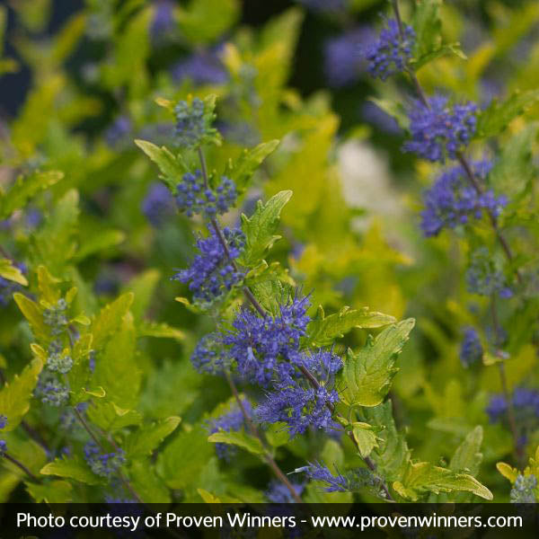 Proven Winners&reg; Lil Miss Sunshine&reg; Bluebeard