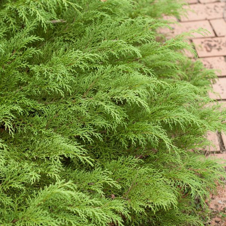 Celtic Pride&reg; Siberian Cypress