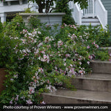 Oso Easy&reg; Fragrant Spreader Groundcover Rose