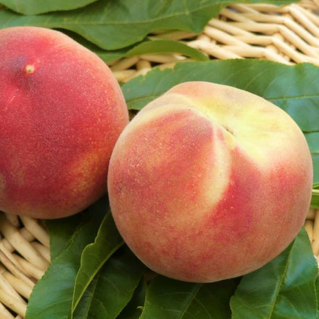 Babcock Peach Tree - Nature Hills Nursery - Paper Pot 4 - 5 Feet - 