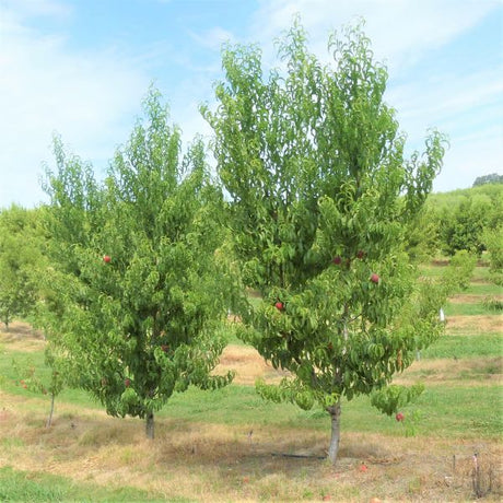 Babcock Peach Tree - Nature Hills Nursery - Paper Pot 4 - 5 Feet - 