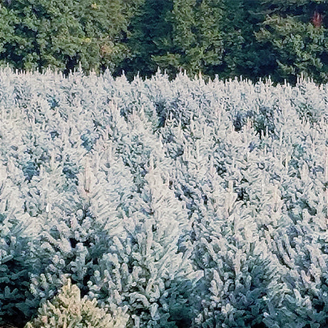 Baby Blue Eyes Colorado Blue Spruce