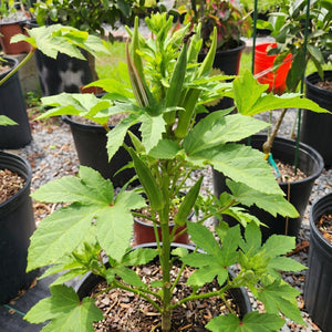 Okra plant with green leaves and buds in a potting area with other plants.