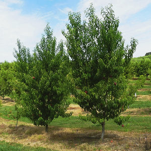 Baby Crawford Peach Tree - Nature Hills Nursery - #3 Container 4 - 5 Feet - 