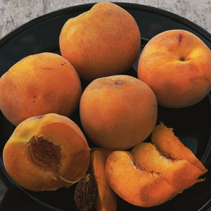 Baby Crawford Peach Tree - Nature Hills Nursery - #3 Container 4 - 5 Feet - 