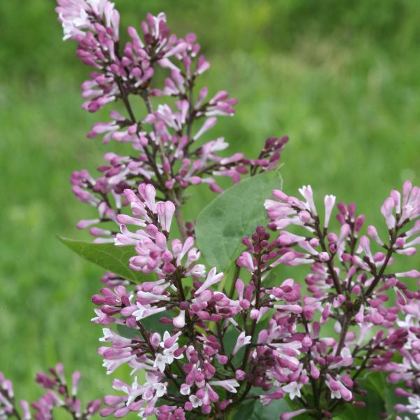 Deciduous foliage of Baby Kim® Lilac (Syringa x 'SMNSDTP') in a garden setting.