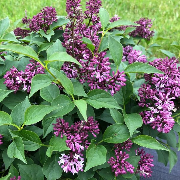 Baby Kim® Lilac | Buy at NatureHills.com