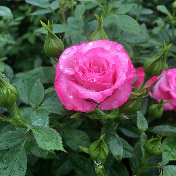 Baby Paradise&trade; Sunblaze&reg; Miniature Rose - Nature Hills Nursery - #2 Container - 