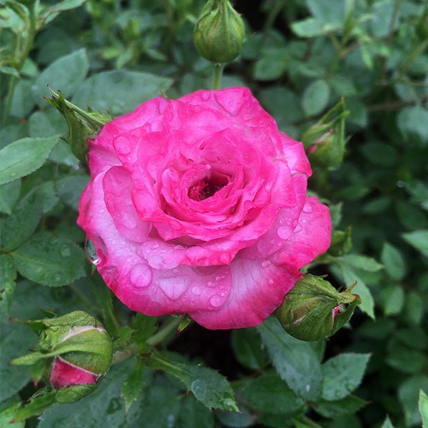 Baby Paradise&trade; Sunblaze&reg; Miniature Rose - Nature Hills Nursery - #2 Container - 