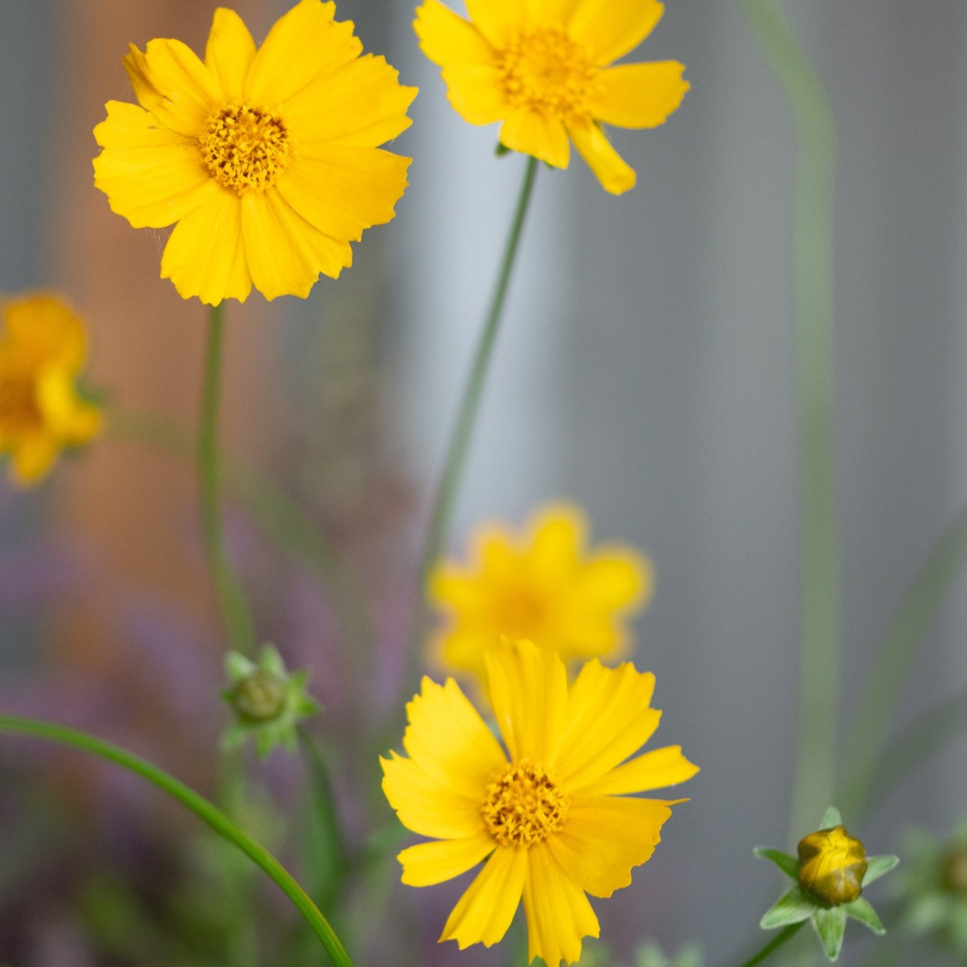 Baby Sun Coreopsis bright yellow blooms on slender green stems with buds, growing against a light fence.
