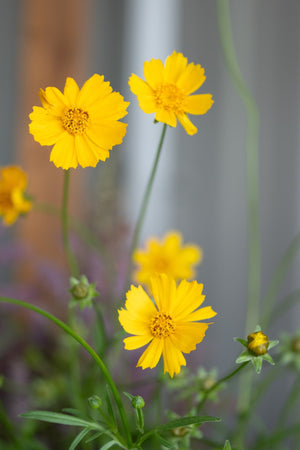Baby Sun Coreopsis bright yellow blooms on slender green stems with buds, growing against a light fence.