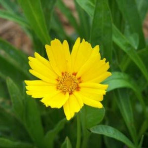 Baby Sun Coreopsis (Coreopsis grandiflora 'Sonnenkind'), a perennial featuring yellow flowers and perennial.