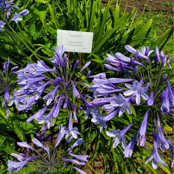 Back in Black Agapanthus  (Lily of the Nile)