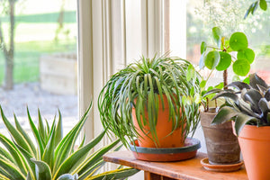 Bad Hair Day mangave in a terracotta pot by a sunny window, its narrow green leaves arching over the rim