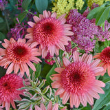 Cone-fections&trade; Raspberry Truffle Coneflower