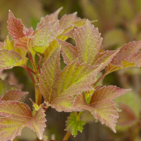 Bailey Compact American Cranberrybush Viburnum - Nature Hills Nursery - Sprinter Pot - 