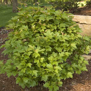 Bailey Compact American Cranberrybush Viburnum - Nature Hills Nursery - Sprinter Pot - 