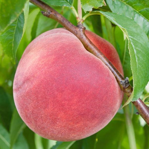 Bailey Hardy Peach Tree - Nature Hills Nursery - 4 - 5 Feet Bareroot Standard Height - 
