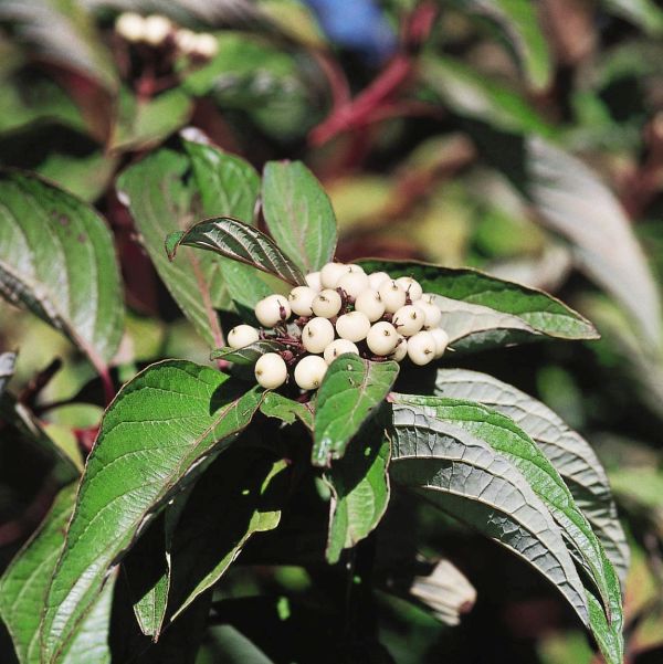 Bailey Red Twigged Dogwood | Buy at NatureHills.com