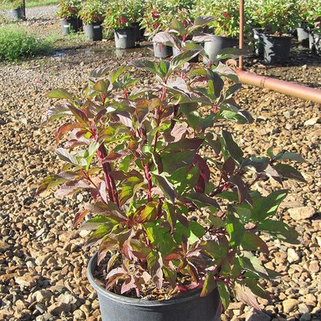 Bailey Red Twigged Dogwood (Cornus sericea 'Baileyi') growing in a garden landscape, showing mature shrub form.