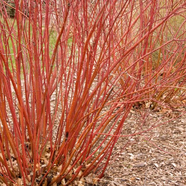 Bailey Red Twigged Dogwood (Cornus sericea 'Baileyi'), a shrub featuring white flowers and deciduous.