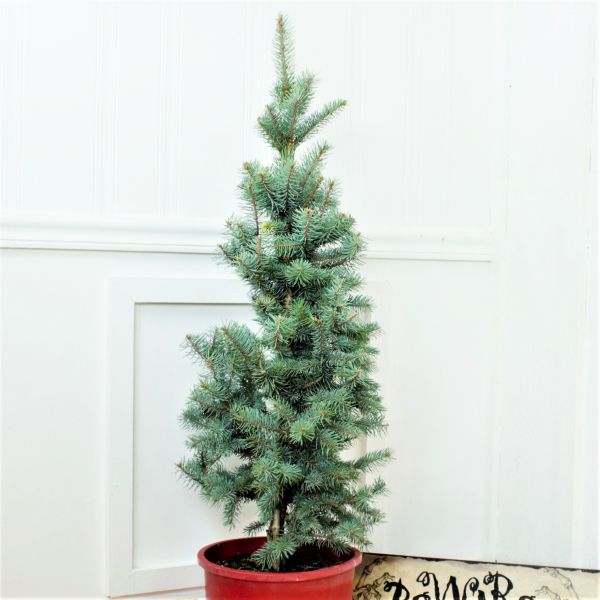 Baker's Colorado Blue Spruce Holiday Tree - Nature Hills Nursery - #5 Container - 