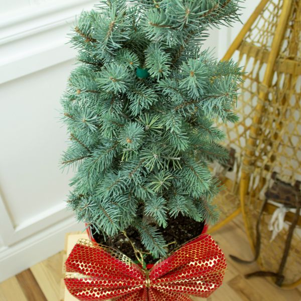 Baker's Colorado Blue Spruce Holiday Tree - Nature Hills Nursery - #5 Container - 