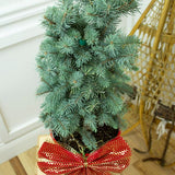 Baker's Colorado Blue Spruce Holiday Tree - Nature Hills Nursery - #5 Container - 