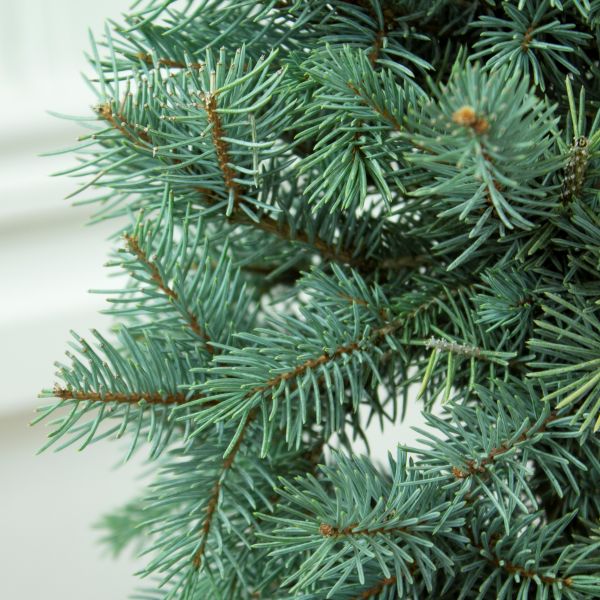 Baker's Colorado Blue Spruce Holiday Tree - Nature Hills Nursery - #5 Container - 