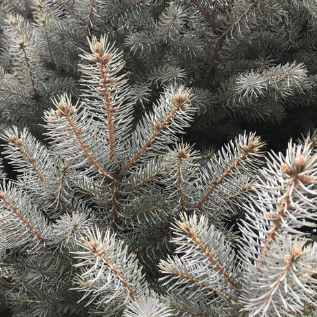 Baker's Colorado Blue Spruce Tree - Nature Hills Nursery - #3 Container - 