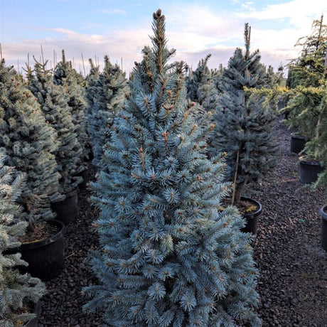 Baker's Colorado Blue Spruce Tree - Nature Hills Nursery - #3 Container - 