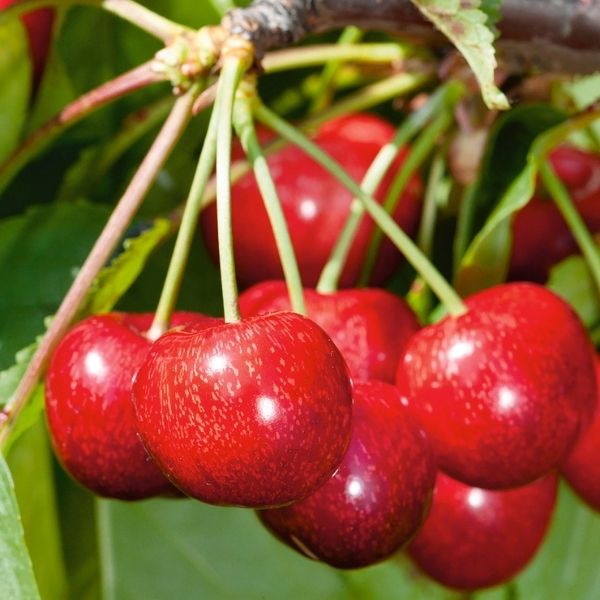 Balaton&trade; Tart Cherry Tree - Nature Hills Nursery - 4 - 5 Feet Bareroot Semi - Dwarf Height - 
