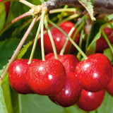 Balaton&trade; Tart Cherry Tree - Nature Hills Nursery - 4 - 5 Feet Bareroot Semi - Dwarf Height - 