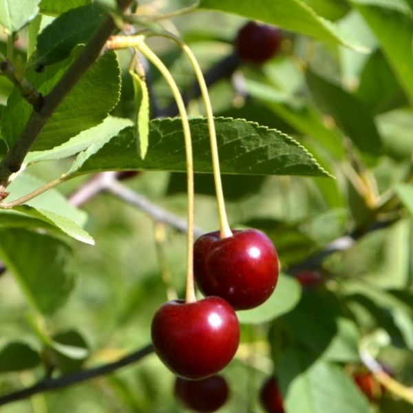 Balaton&trade; Tart Cherry Tree - Nature Hills Nursery - 4 - 5 Feet Bareroot Semi - Dwarf Height - 