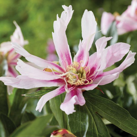 Ballarena de Saval Peony - Nature Hills Nursery - Bare Root Peony - 