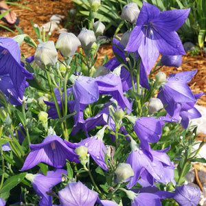 Close-up of blue platycodon flowers on Sentimental Blue Balloon Flower blooming in late summer.