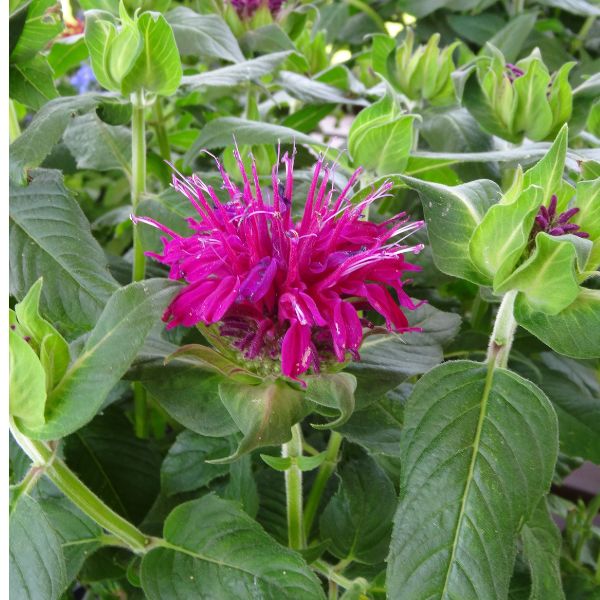 Close-up of purple, red monarda flowers on Balmy™ Purple Bee Balm blooming in late summer to early fall.