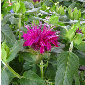 Close-up of purple, red monarda flowers on Balmy™ Purple Bee Balm blooming in late summer to early fall.