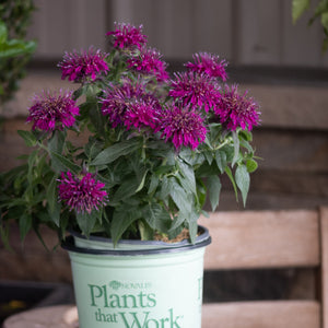 Balmy Purple Bee Balm in a nursery container displaying vivid magenta blooms with spiky petals atop lush green foliage.