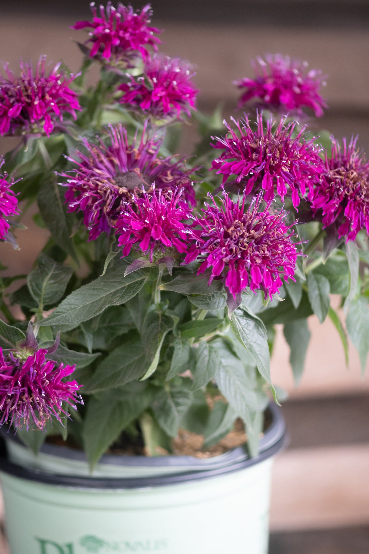 Balmy Purple Bee Balm blooming in a nursery container with vivid magenta flower heads and dark green foliage.