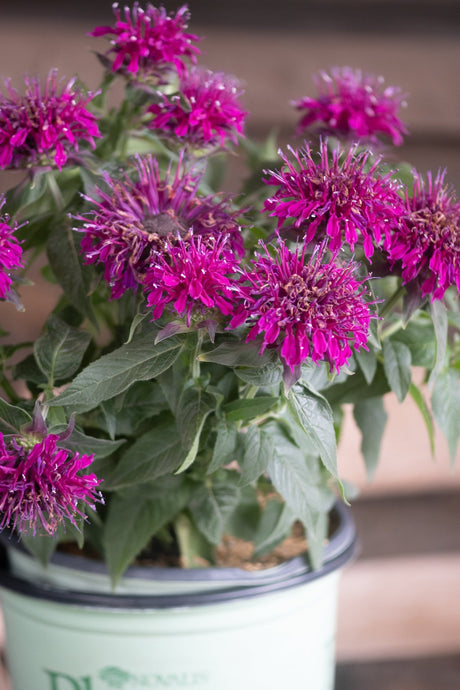 Balmy Purple Bee Balm blooming in a nursery container with vivid magenta flower heads and dark green foliage.