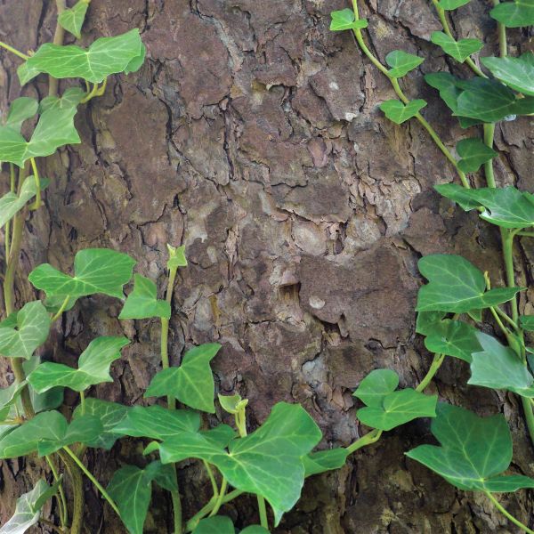 Baltic Ivy - Nature Hills Nursery - #1 Container - 