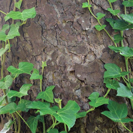 Baltic Ivy - Nature Hills Nursery - #1 Container - 