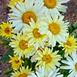 Banana Cream Shasta Daisy