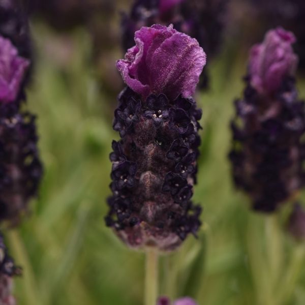 Bandera Deep Purple Spanish Lavender - Nature Hills Nursery - Quart Container - 