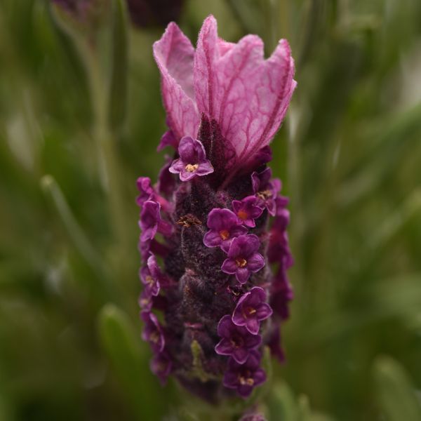 Bandera Deep Rose Spanish Lavender - Nature Hills Nursery - #1 Container - 