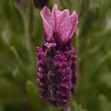 Bandera Deep Rose Spanish Lavender - Nature Hills Nursery - #1 Container - 