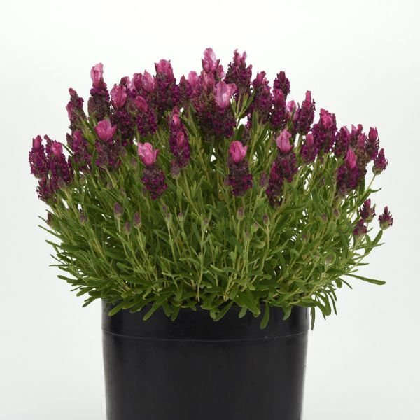 Bandera Deep Rose Spanish Lavender - Nature Hills Nursery - #1 Container - 