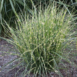 Bandwidth Maiden Grass (Miscanthus sinensis 'NCMS2B' PP29,460), a perennial featuring perennial and arching, cascading form.